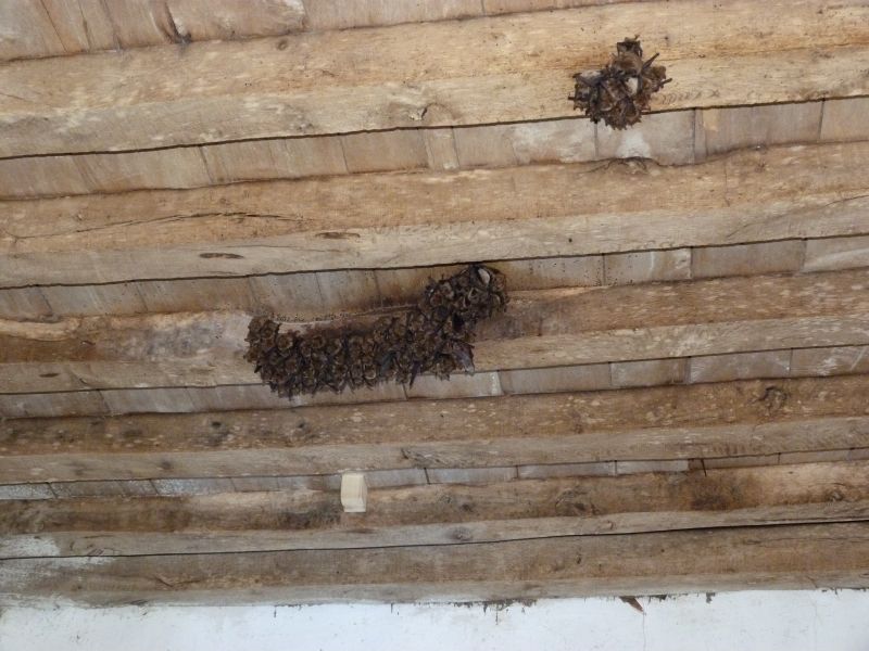 Myotis-emarginatus-2