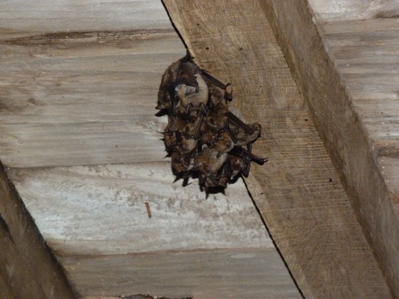 Myotis-emarginatus-4