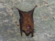 GrandRhinolopheMarineFONT