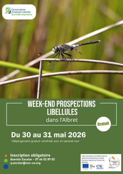 ENVIRONNEMENT_prospection_libellules_20260531_AFFICHE