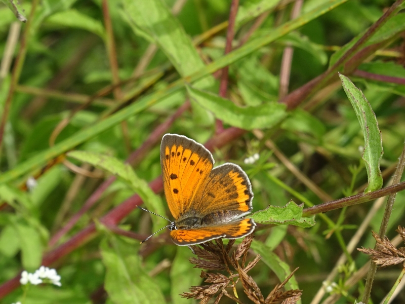 Natura_2000_papillon